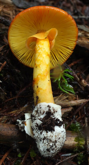 a_caesareoides_013.jpg