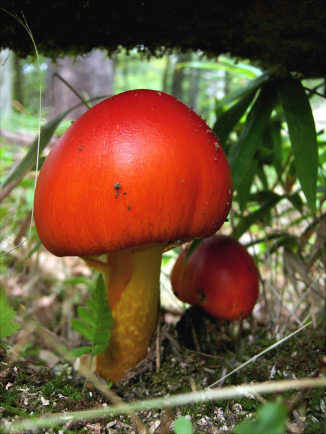 a_caesareoides_004.jpg