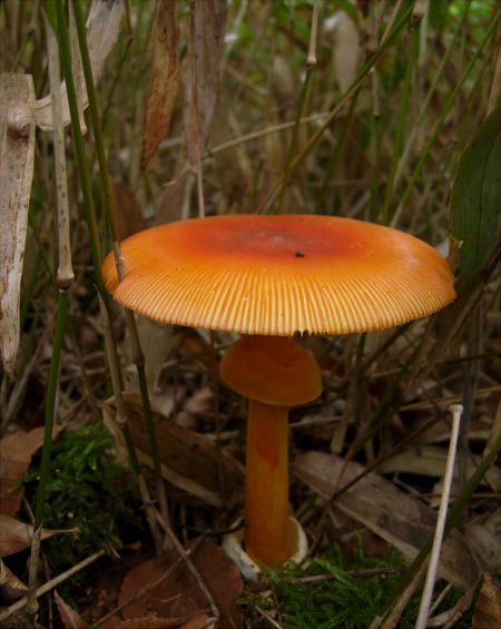 a_caesareoides_005.jpg