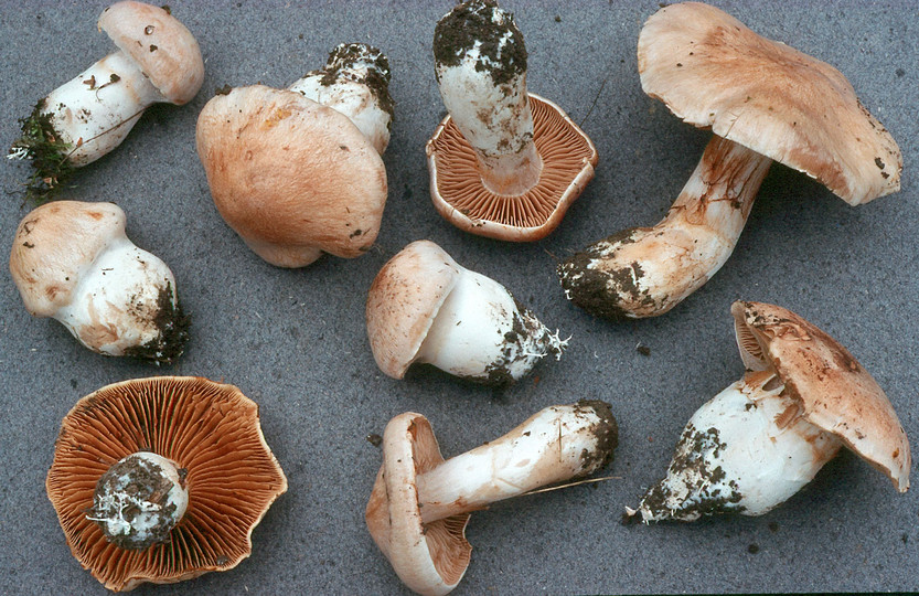 3451-Cortinarius_turgidus.jpg