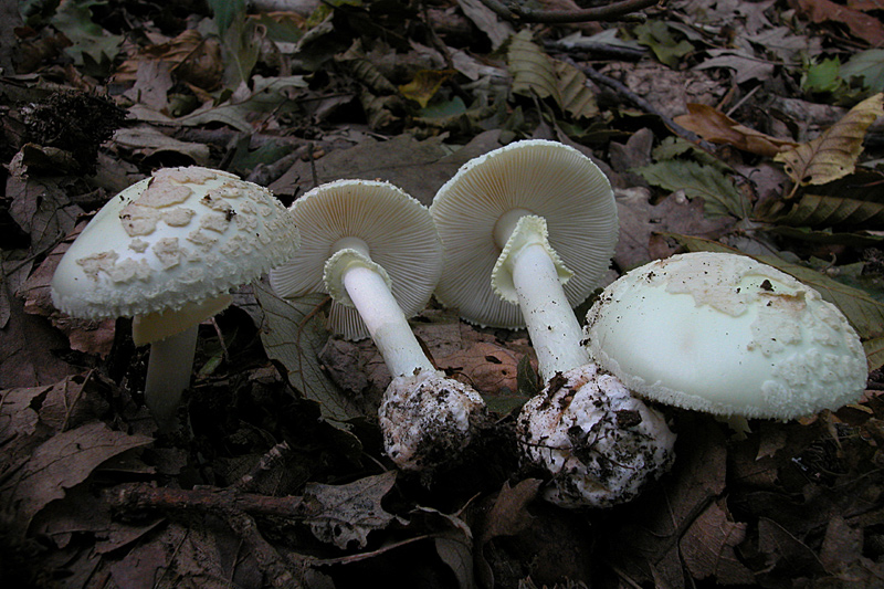 DSCN1037.jpg