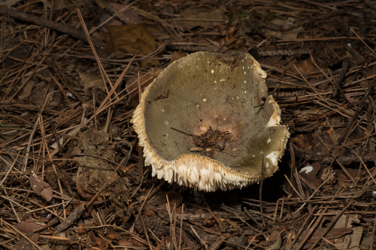 35f1631686a0d65f29cd34adc36fc544.jpg