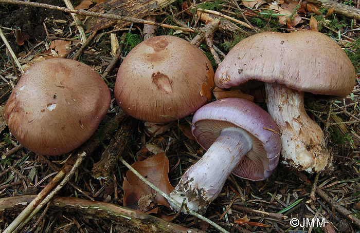 Cortinarius variecolor 2.jpg