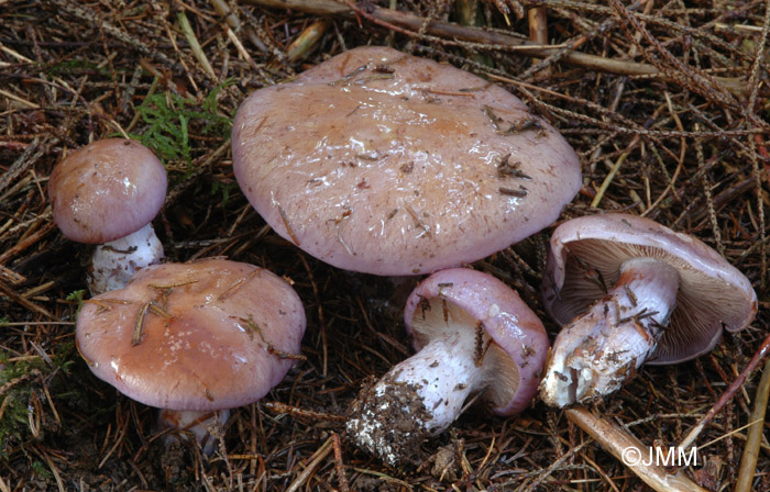 Cortinarius variecolor 3.jpg