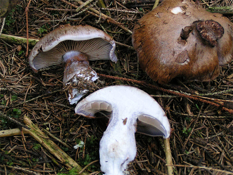 Cortinarius_variecolor_01.jpg
