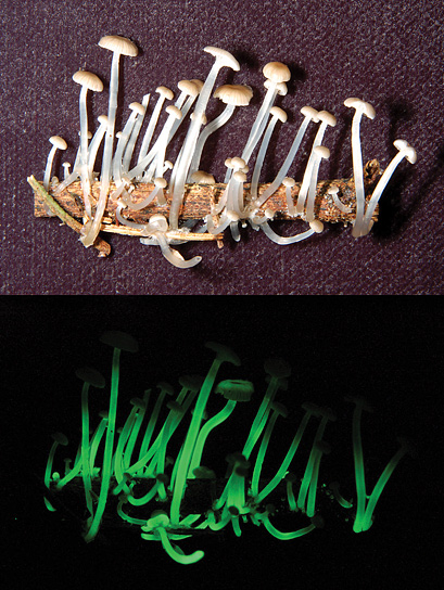 091005-01-glowing-mushrooms-luxaeterna_big.jpg
