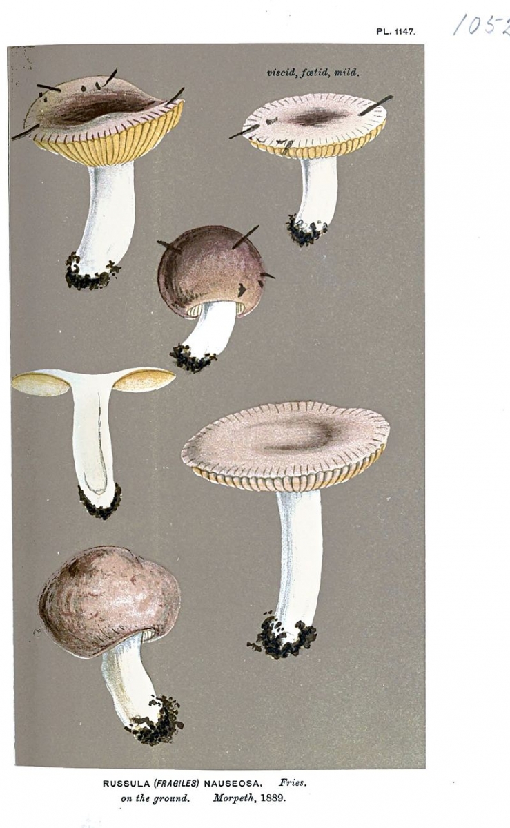 800px-Russula_nauseosa-Cooke.jpg