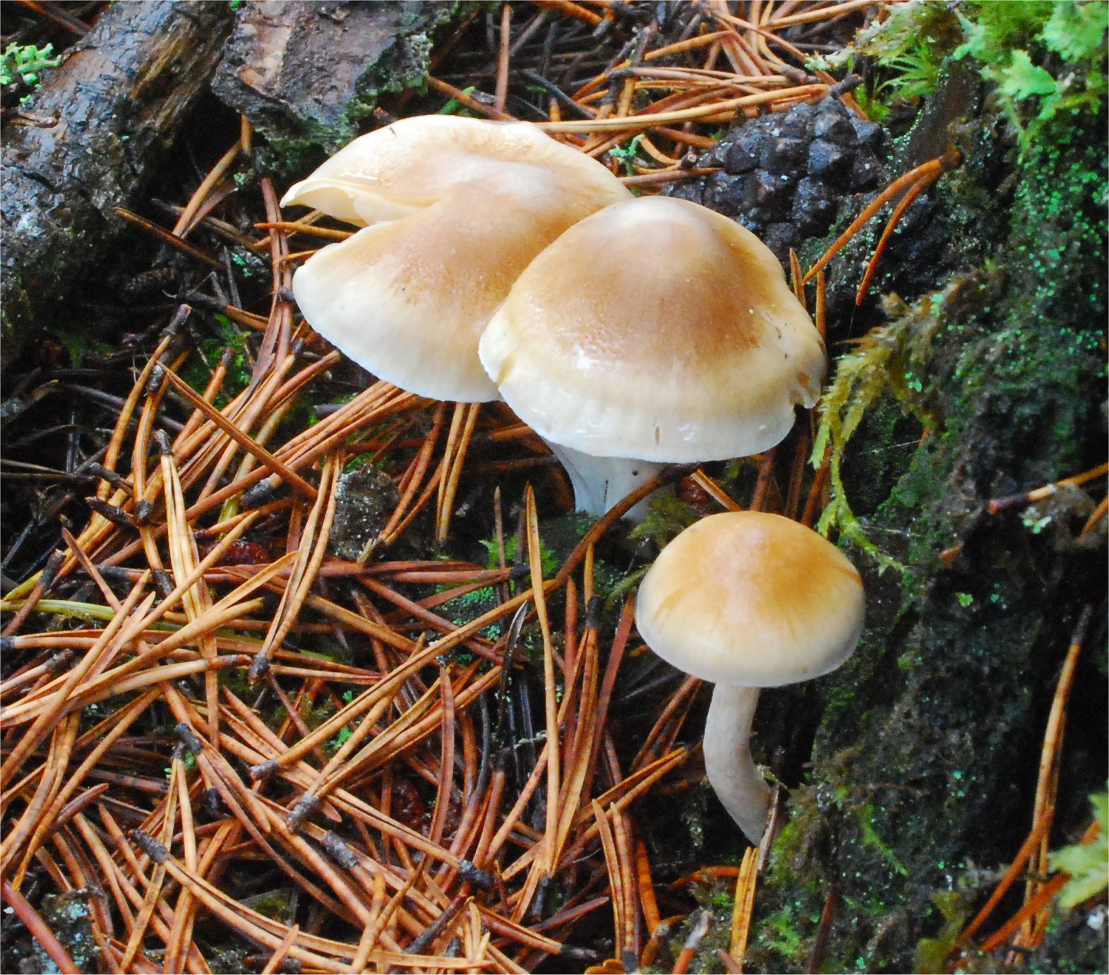 Cortinarius vibratilis 24708-6.jpg