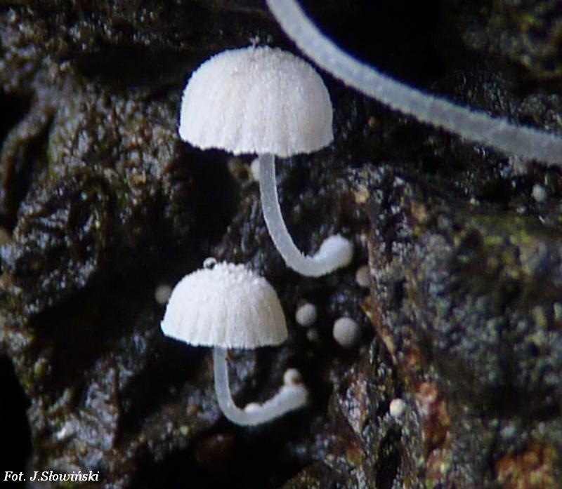 Mycena adscendens.jpg