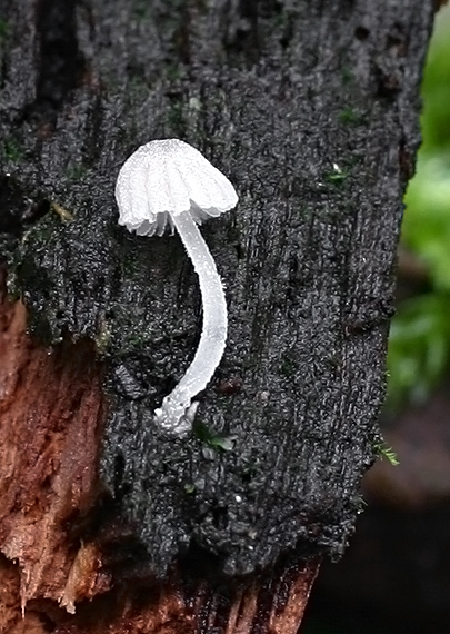 Mycena adscendens (1).jpg
