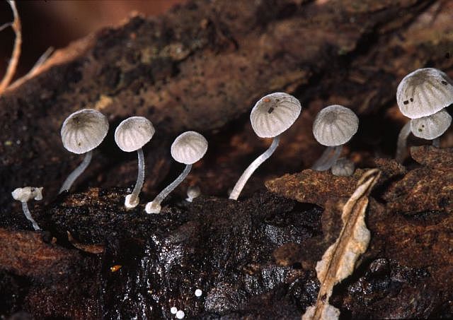 mycena_clavularis_lange_rinden-postament-helmling.jpg