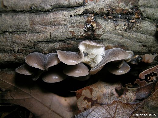 hohenbuehelia_atrocaerulea_grisea_01.jpg