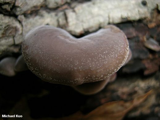 hohenbuehelia_atrocaerulea_grisea_03.jpg