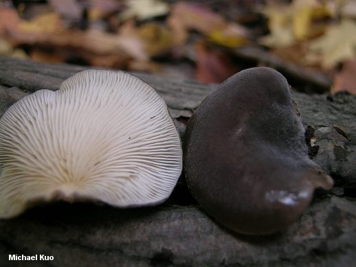 hohenbuehelia_atrocaerulea_grisea_02.jpg