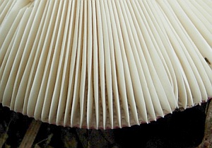 r_neoemetica_003.jpg