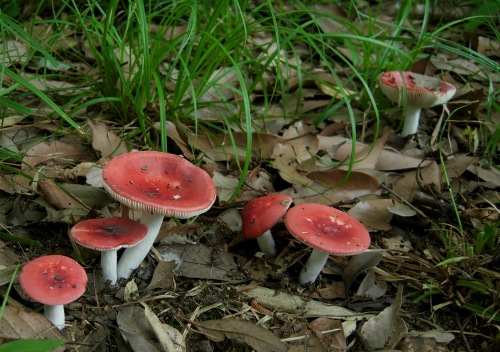 r_neoemetica_001.jpg