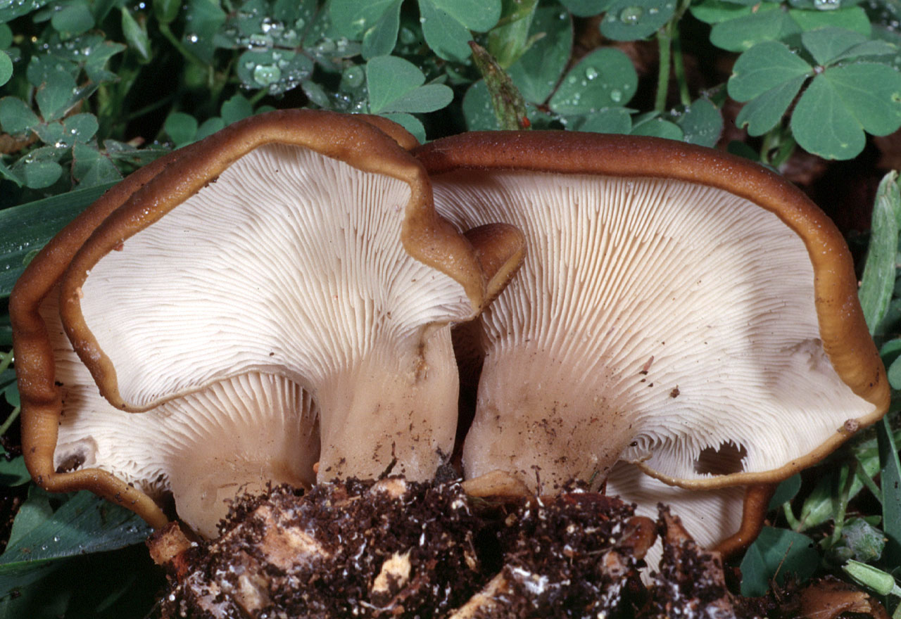 Hohenbuehelia_petaloides(fs-02).jpg