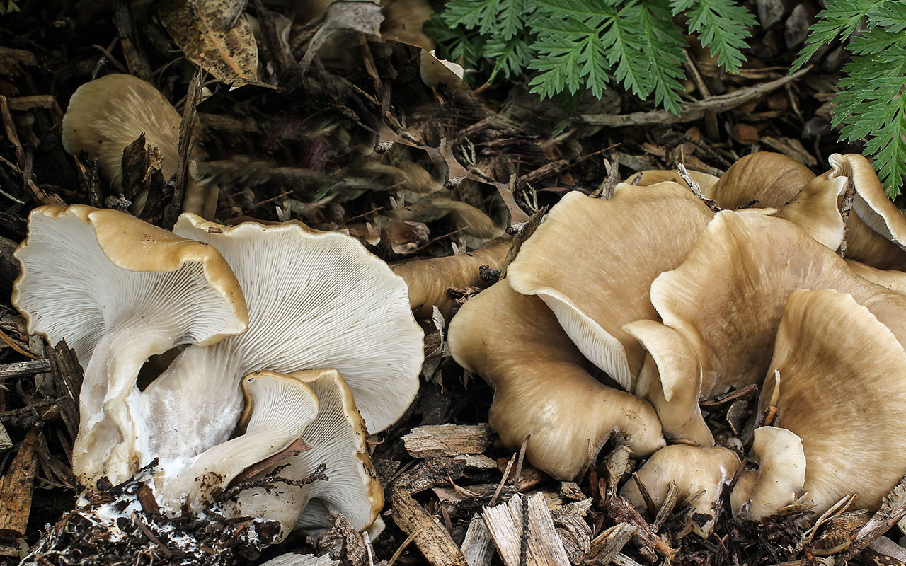 Hohenbuehelia_petaloides(fs-06).jpg