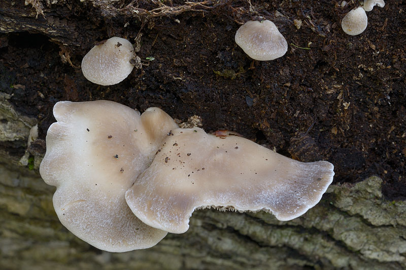 0__DSC0304 Hohenbuehelia auriscalpium.jpg