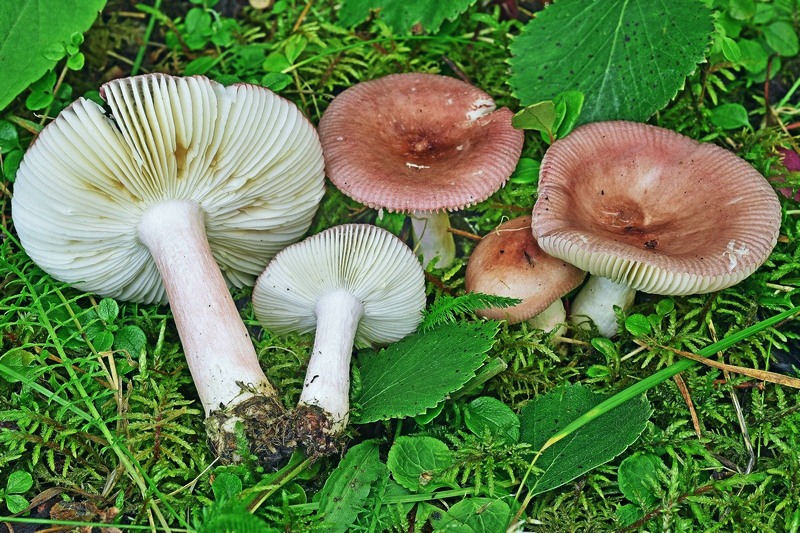 1506894722.jpg