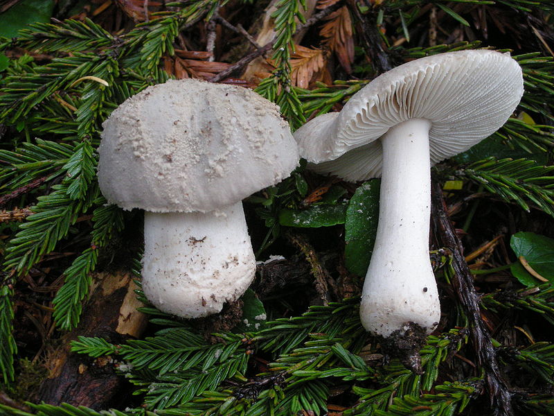 800px-Amanita_farinosa.jpg