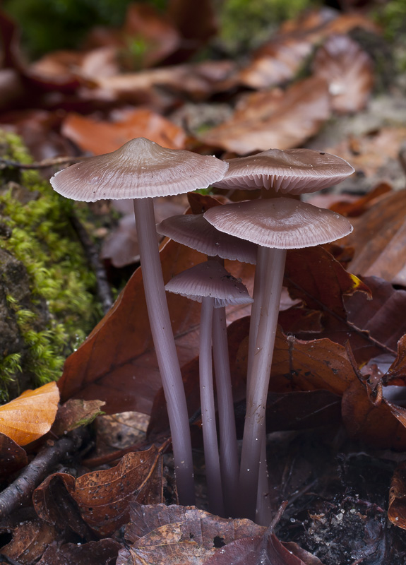 Mycena diosma2.jpg