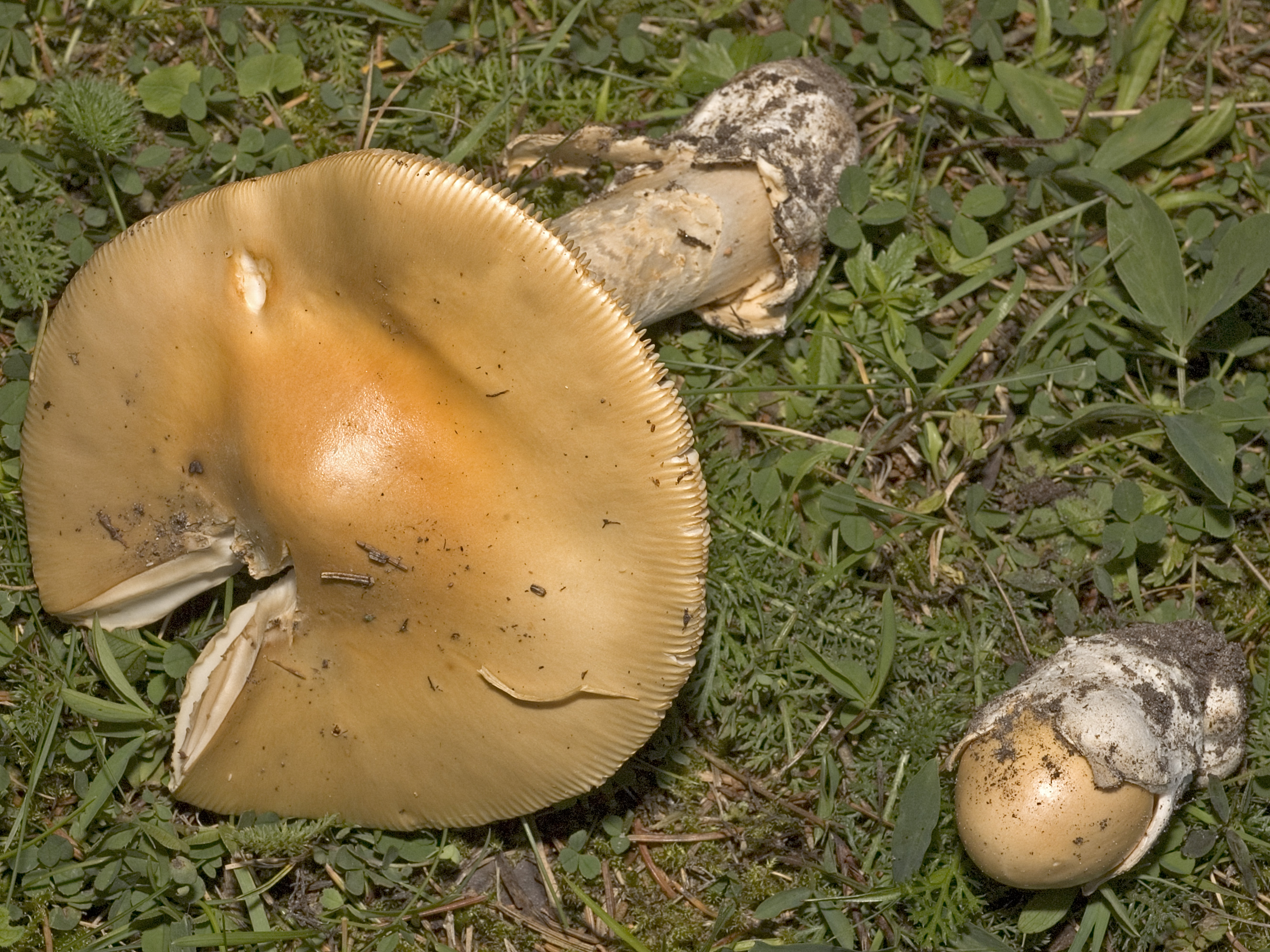 3130-Amanita_flavescens.jpg