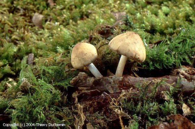 Psathyrella_cernua_2004_td_2.jpg