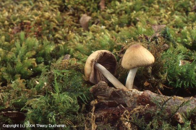 Psathyrella_cernua_2004_td_1.jpg