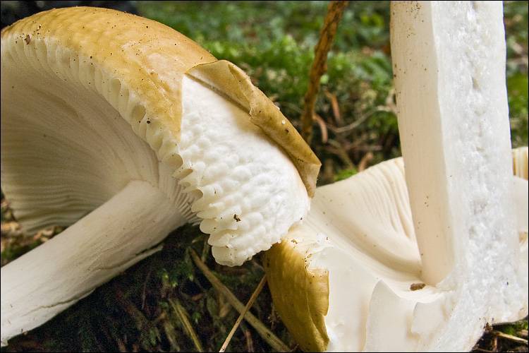 Russula_ochroleuca_121441.jpg