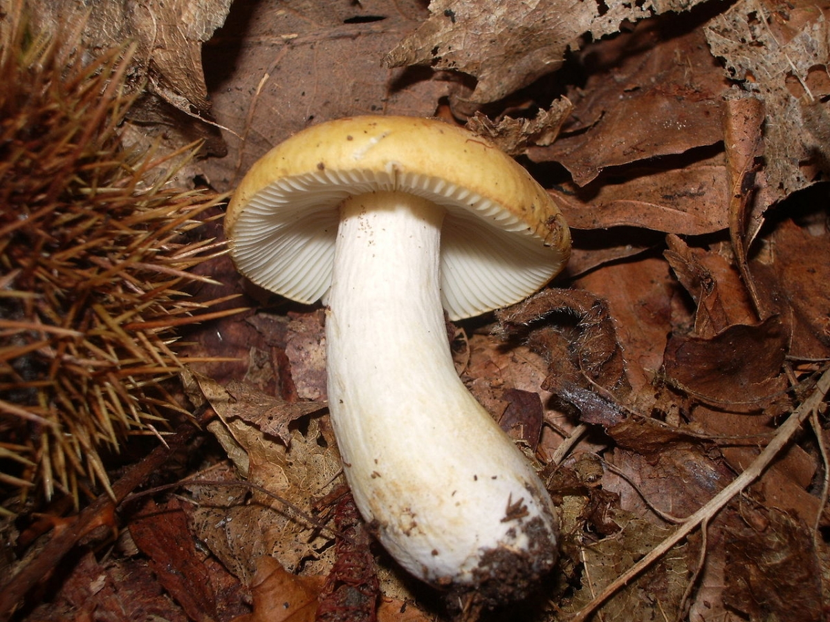 1280px-Russula_ochroleuca_châtaigne.JPG