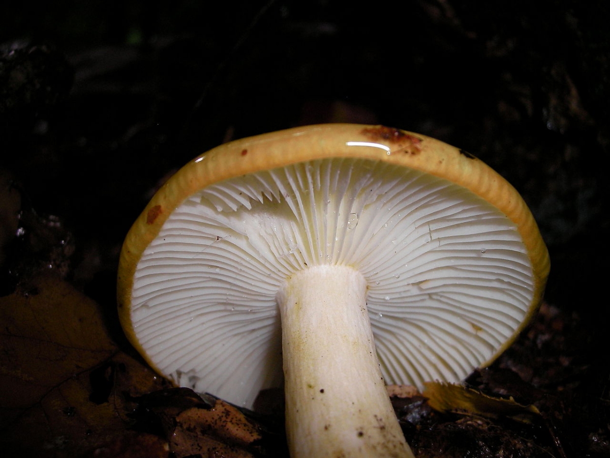 1280px-Russula-ochroleuca032.jpg