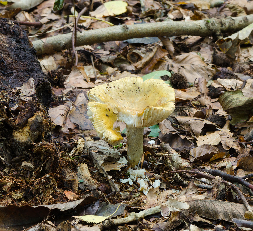 1024px-Common_Yellow_Russula_-_Ochre_Brittlegill_-_Russula_ochroleuca_-_01.jpg