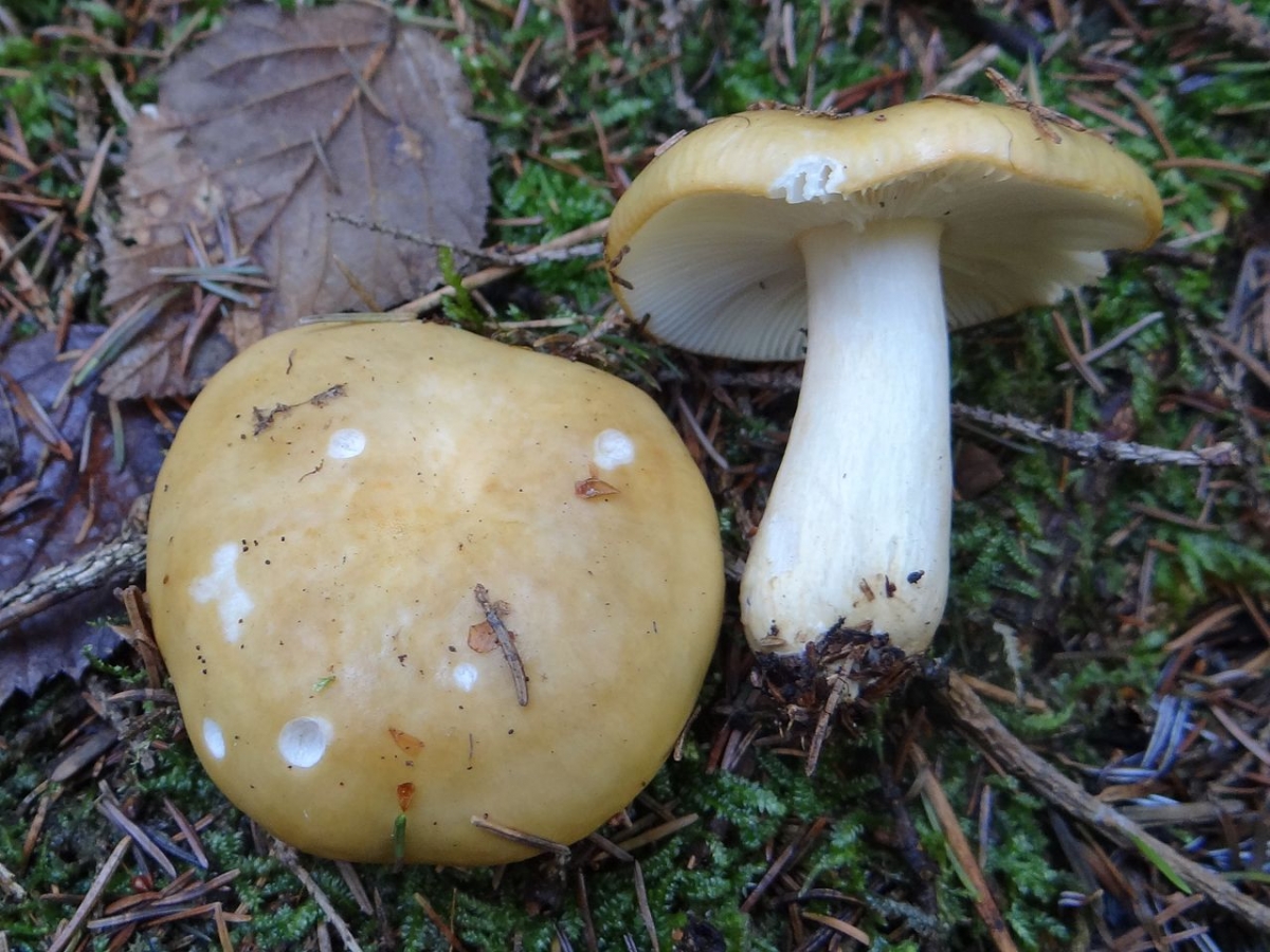 1280px-Russula_ochroleuca_G4_(1).JPG