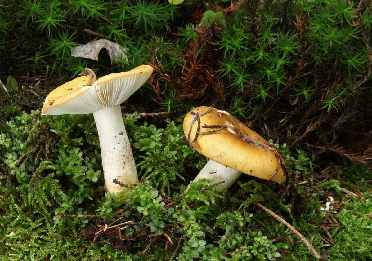 Russula-ochroleuca-ockertäubling.jpg