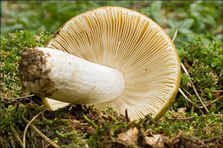2010-08-07_Russula_ochroleuca_(Pers.)_Fr_121437.jpg