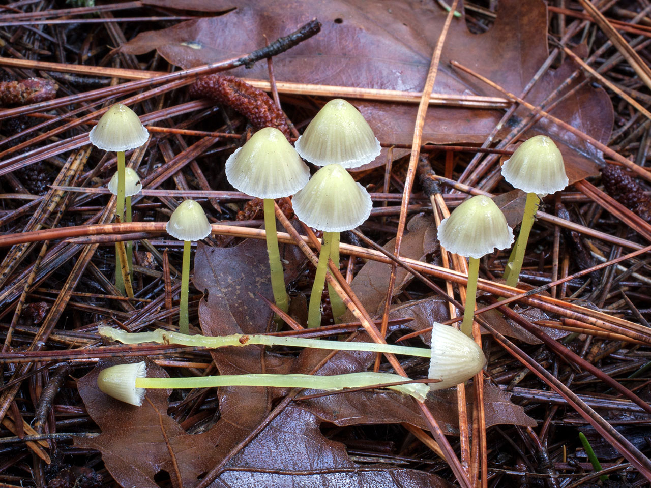 Mycena_epipterygia_mgw-01.jpg