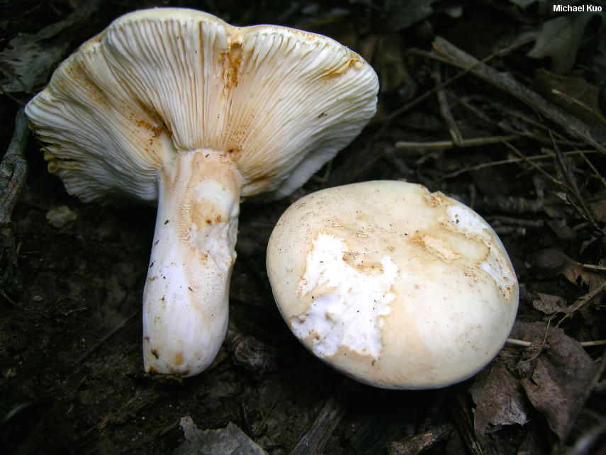 russula_ochroleucoides_04.jpg