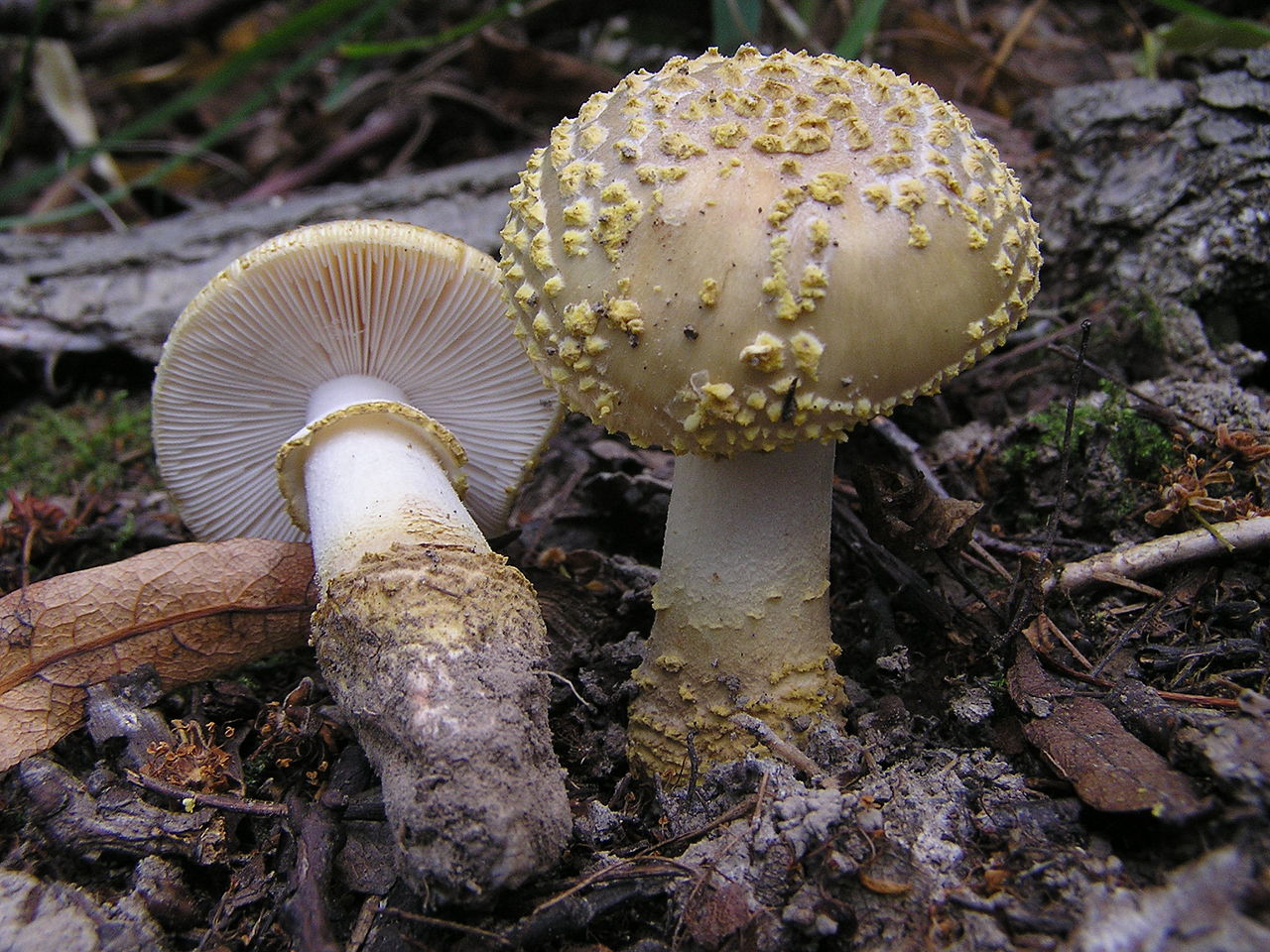 1280px-Amanita_franchetii_(Boud.)_Fayod.jpg