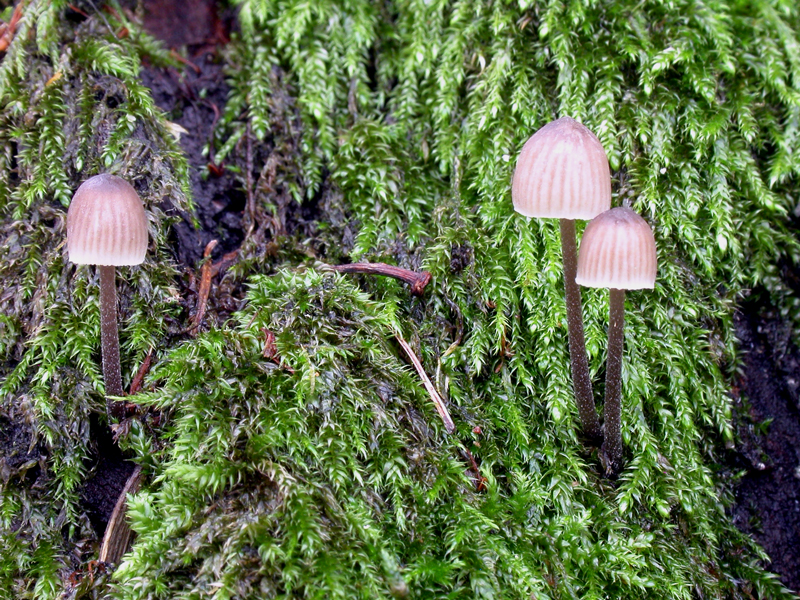 Mycena_erubescens3.jpg