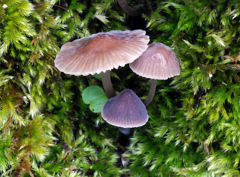Mycena erubescens3.jpg