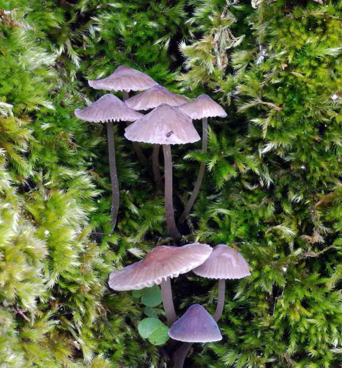 Mycena_erubescens2.jpg