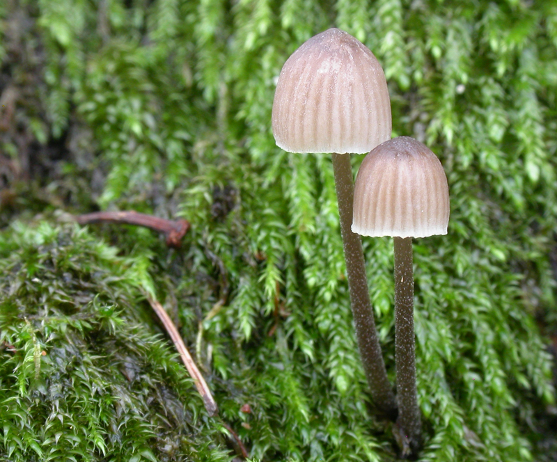 Mycena_erubescens4.jpg