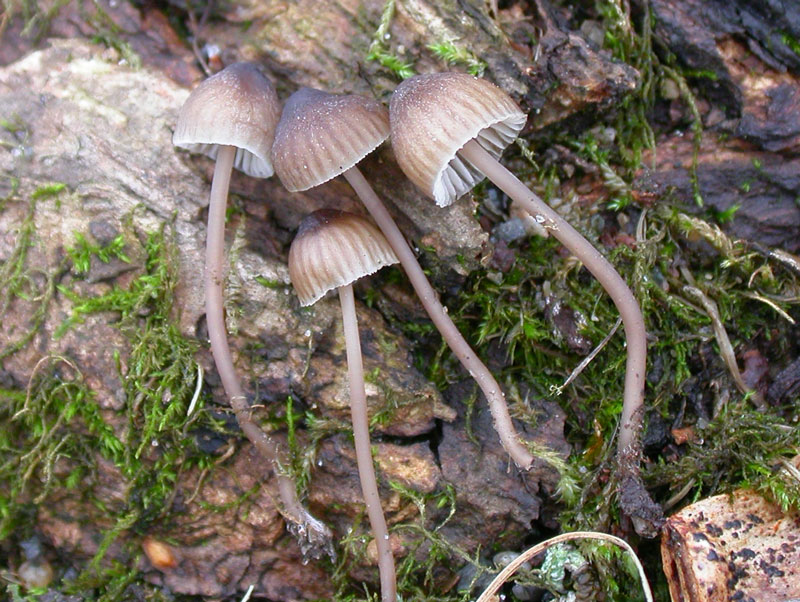 erubescens1.jpg