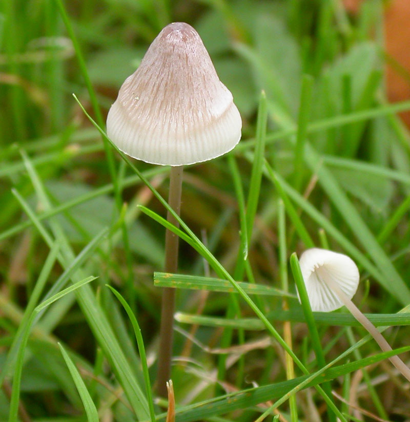 mycena_filopes1.jpg