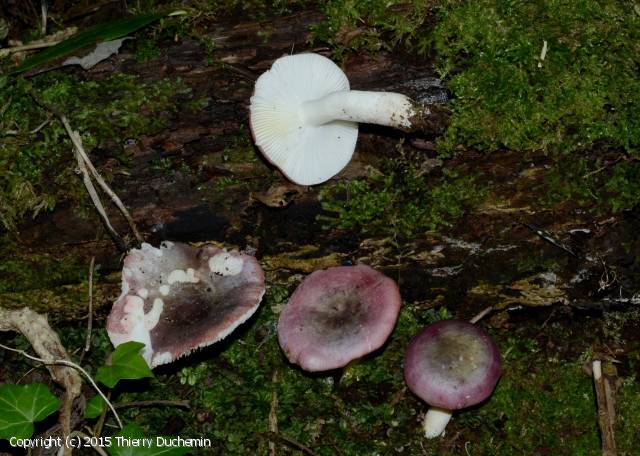 Russula_olivaceoviolascens_2015_td_1.jpg