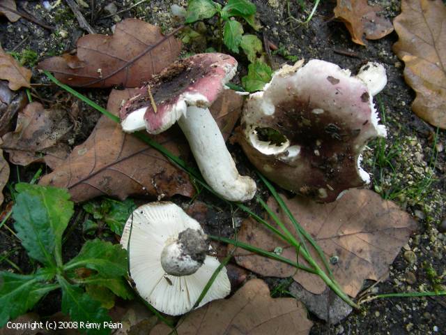 Russula_olivaceoviolascens_2008_rp_1.jpg
