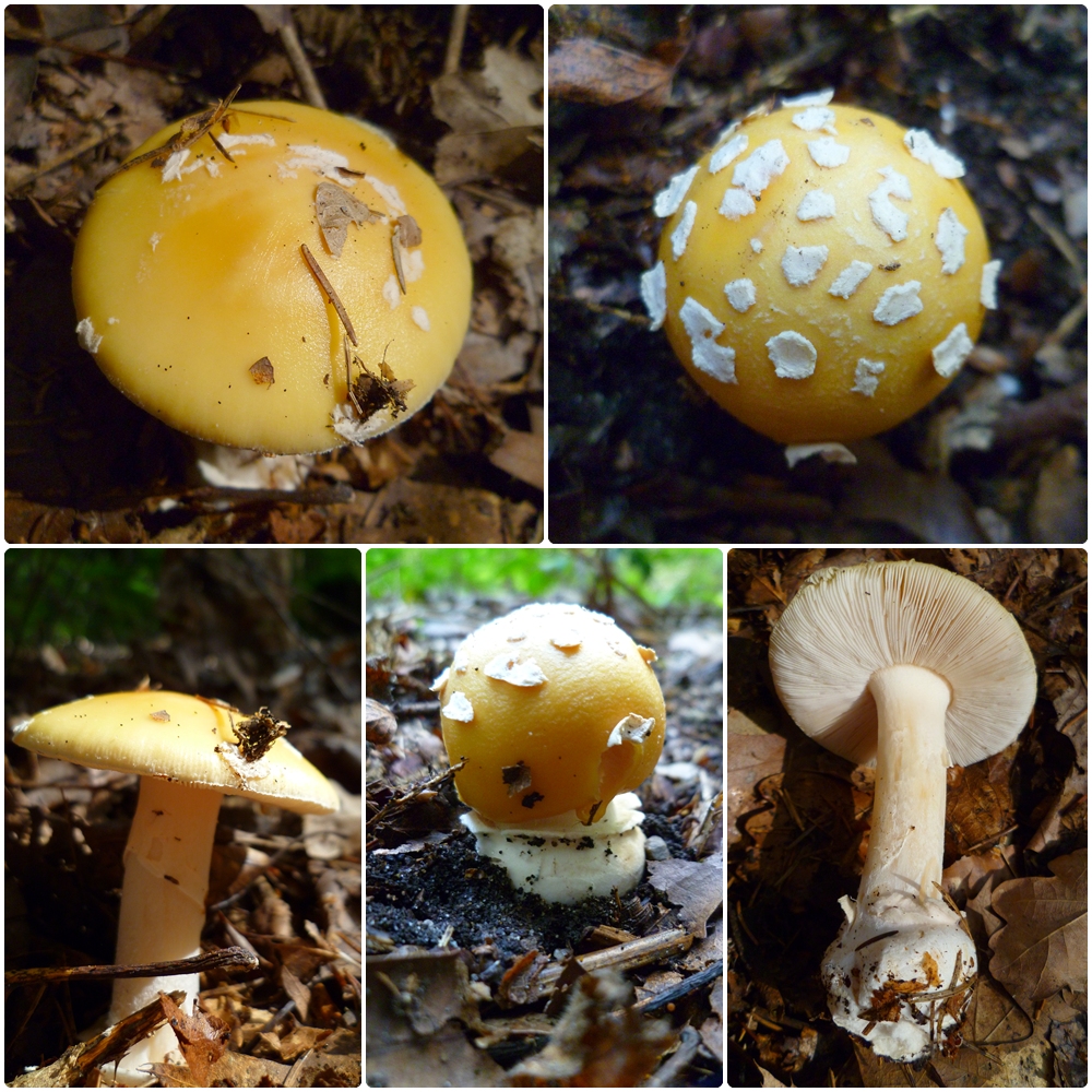Amanita_gemmata_von_hms.jpg