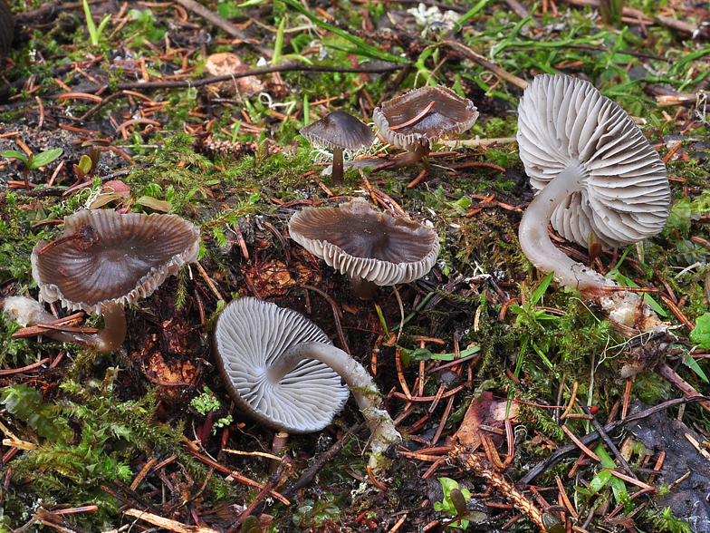 Mycena_flos_nivium_2016_1.jpg