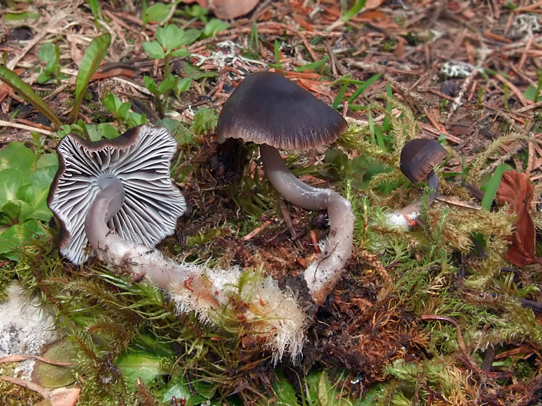 Mycena_flos_nivium.jpg